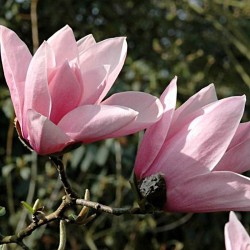 Magnolia 'Star Wars'