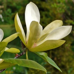 Magnolia 'Stellar Acclaim'