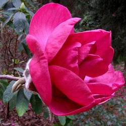 Magnolia 'Felix Jury'