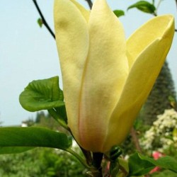 Magnolia 'Sun Sprite'