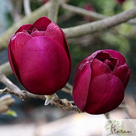 Magnolia soulangeana 'Black Tulip'