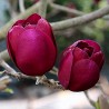 Magnolia soulangeana 'Black Tulip'