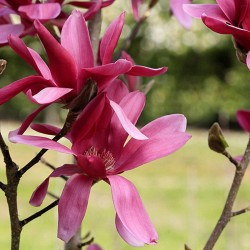 Magnolia 'Burgundy Star'