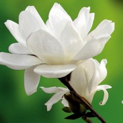 Magnolia 'Jade Lamp'