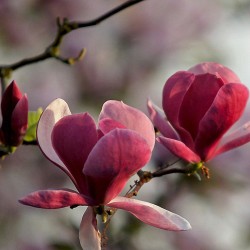 Magnolia 'Joe Mc Daniel'