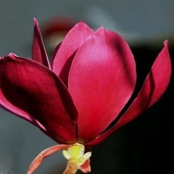 Magnolia 'Red as Red'