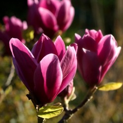 Magnolia 'Shirazz'