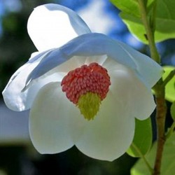 Magnolia sieboldii 'Colossus'