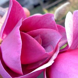 Magnolia 'Sweet Rose'