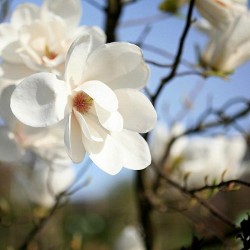 Magnolia 'Tina Durio'