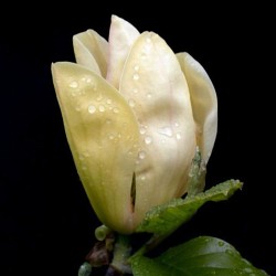 Magnolia 'Tranquility'