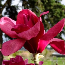 Magnolia 'Vulcan'