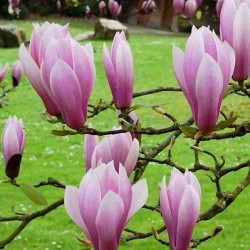 Magnolia 'Andre Leroy'
