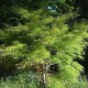 Klon Palmowy 'Koto-no-ito'