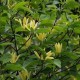 Magnolia 'Daphne'