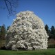 Magnolia loebneri 'Merrill'