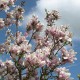 Magnolia soulangeana 'Speciosa'