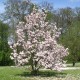 Magnolia soulangeana 'Speciosa'