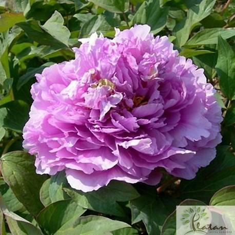 Piwonia drzewiasta (lawendowa)