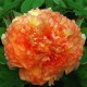 Piwonia drzewiasta (pomarańczowa)
