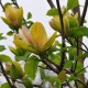 Magnolia 'Sunsation'