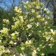 Magnolia 'Sunsation'