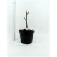 Magnolia 'Sunsation'
