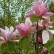 Magnolia 'Daybreak'