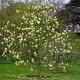 Magnolia 'Yellow Lantern'
