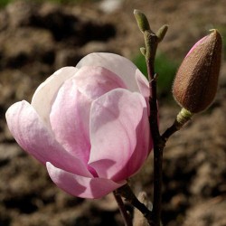 Magnolia denudata 'Festirose'