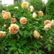 Piwonia drzewiasta (pomarańczowa)