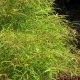 Klon Palmowy 'Koto-no-ito'