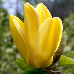 Magnolia 'Yellow Joy'