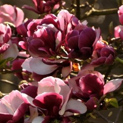 Magnolia 'Picard's Garnet'