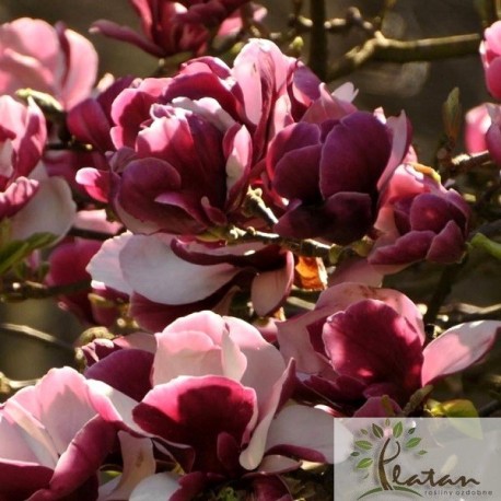 Magnolia 'Picard's Garnet'