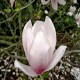 Magnolia soulangeana 'Speciosa'