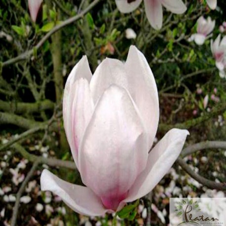 Magnolia soulangeana 'Speciosa'