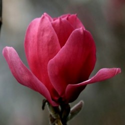 Magnolia 'Ian's Red'