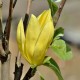 Magnolia 'Daphne'