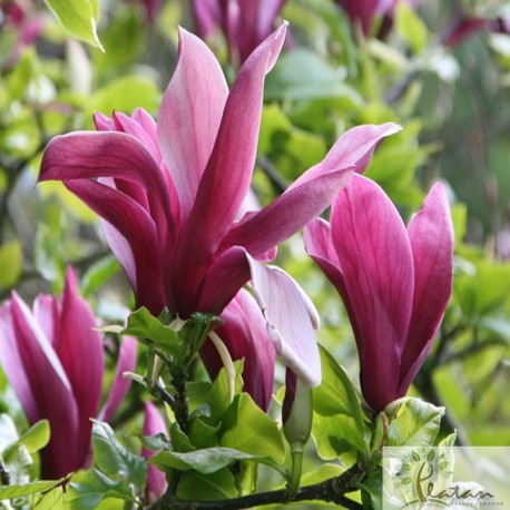 Magnolia liliiflora 'Nigra'