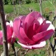 Magnolia 'Cleopatra'