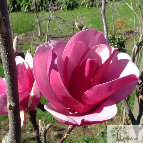Magnolia 'Cleopatra'