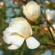 Magnolia loebneri 'Merrill'