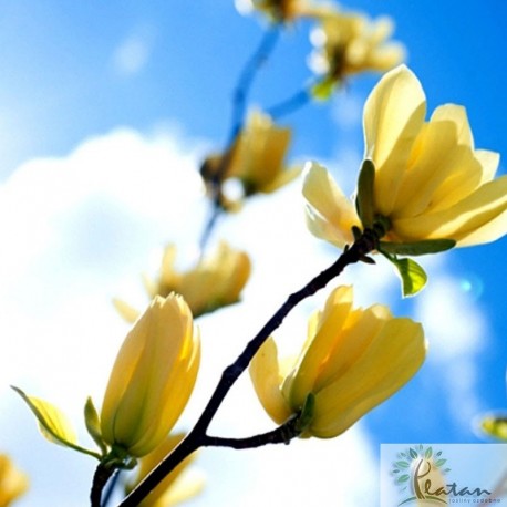 Magnolia 'Yellow Lantern'