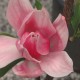 Magnolia 'Daybreak'