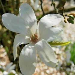 Magnolia loebneri 'Snowdrift'
