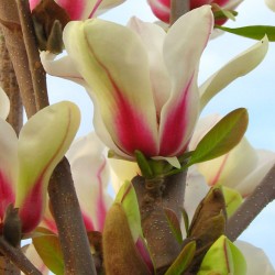 Magnolia 'Green Diamond'