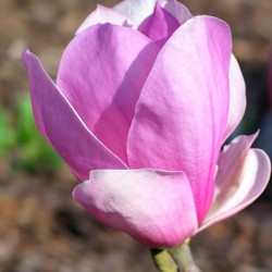 Magnolia soulangeana 'Coates'