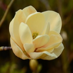 Magnolia 'Honey Tulip'