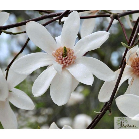 Magnolia 'Joli Pompon'